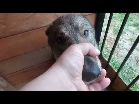 Видео: Лайки вернулись сами