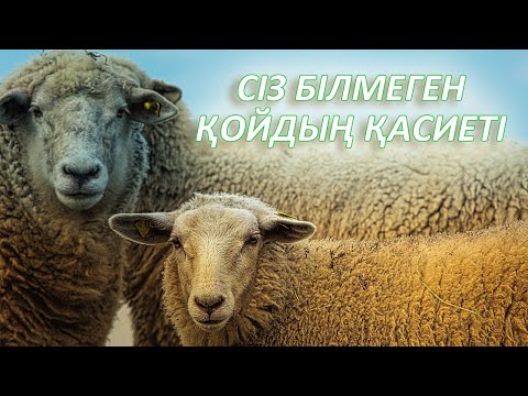 Видео: ҚОЙДЫҢ СІЗ БІЛМЕЙТІН ҚАСИЕТТЕРІ, ҚОЙДЫҢ ПАЙДАСЫ, Керек арнасы