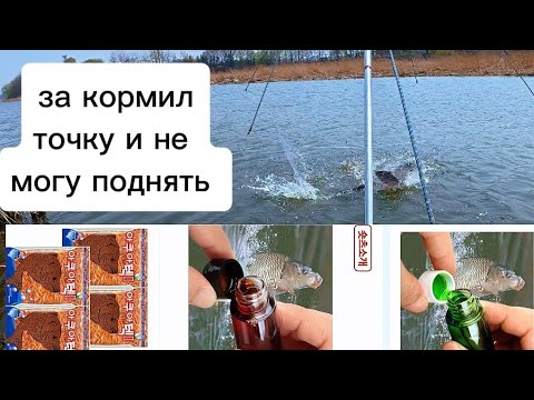 Видео: 90 кг сазана и карася, паук гнется, сеть рвётся, рыбалка на паук 🕷.#рыбалка #fishing #낚시