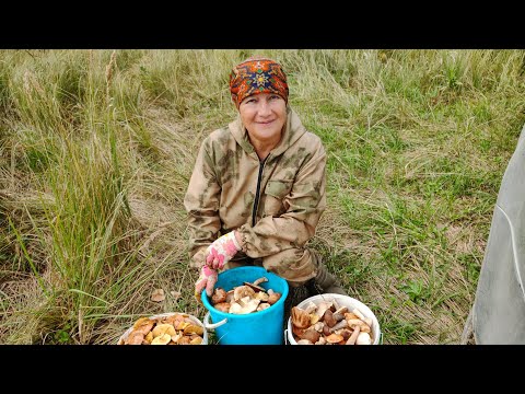 Видео: В лес за грибами 🍄‍🟫🍄‍🟫 🍄‍🟫 сколько разных грибов🤷/// красота в лесу //