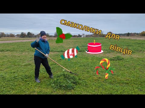 Видео: Вино з власного винограда/ Жовтнева люцерна / Наш БАРАН хромає/ АМЕРИКАНСЬКИЙ ГАРБУЗОВИЙ ПИРІГ