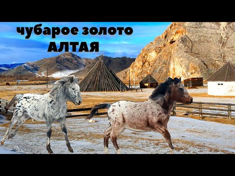 Видео: НЕТУРИСТИЧЕСКИЙ АЛТАЙ! ЗА ЖЕРЕБЯТАМИ В СТРАНУ ЛОШАДЕЙ!