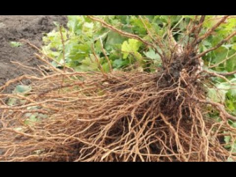 Видео: Реалізація саджаців винограду 2025