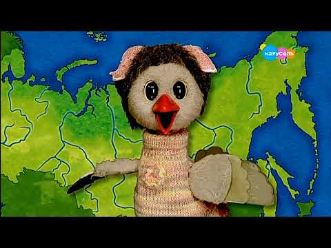 Видео: Прогноз погоды с Каркушей на сегодня (Карусель, 30.10.2022 [7:28])