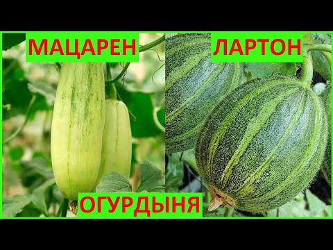 Видео: ✅ОГУРДЫНЯ ЛАРТОН | ОГУРДЫНЯ МАЦАРЕН ПОСАДКА #огурдыня_лартон #огурдыня_мацарен #экзотика_цветов