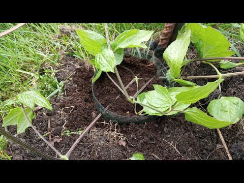 Видео: Размножение клематисов отводками. Как вырастить отводок с ЗКС