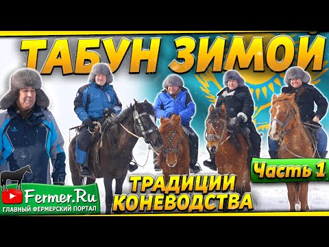 Видео: Выживание в снежных степях Казахстана. Казахские лошади Жабы (Джэбе) и жеребцы Мугалжарской породы
