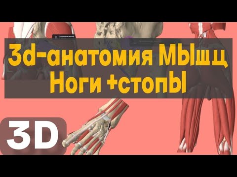 Видео: Мышцы нижней конечности: 3D-разбор от таза до стопы + мнемоника 'ОСПА' и синдром грушевидной мышцы