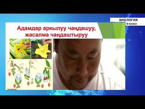 Видео: 6 класс - КГ - Биология - №4 - Гүлдүү өсүмдүктөрдүн түзүлүшү жана  репродиктивдүү органдары.