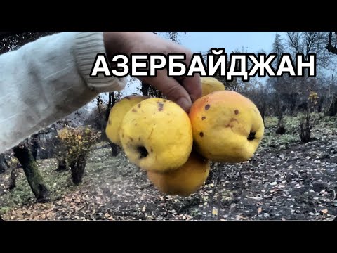Видео: ПОЕХАЛИ НА СЕВЕР АЗЕРБАЙДЖАНА.ОТДЫХ С РОДНЫМИ#azerbaycan#qusar#travel #