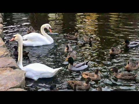 Видео: Лебеди и утки на живописном пруду [Cygnus, Swan]