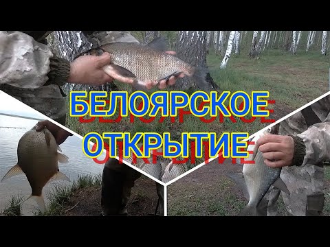 Видео: ОТЧЕТ 26.05.24 . ЛЕЩ ЧЕБАК-СОРОГА .ЧЕРЕМШАНА