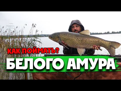 Видео: Как ловить Белого АМУРА? Снасть на Белого Амура + прикормка!