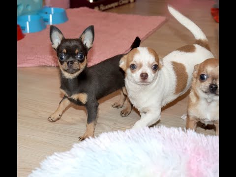 Видео: Супер Компания ЧИХУАХУА @ У нас можно купить щенка Чихуахуа из питомника в Москве и Подмосковье