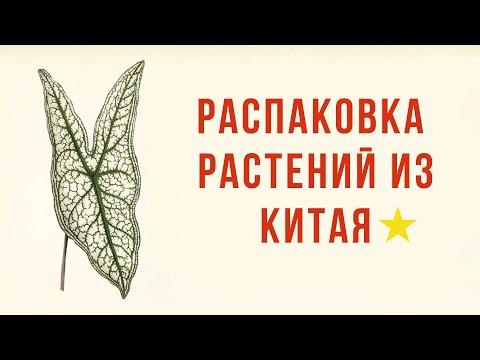 Видео: Растения из Китая: шок при распаковке с Pinduoduo и что с ними спустя месяц!
