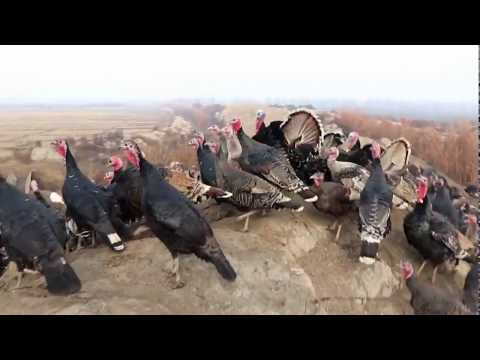 Видео: Мана уша 250 та ИНДЮК боқадиган акадан интервю