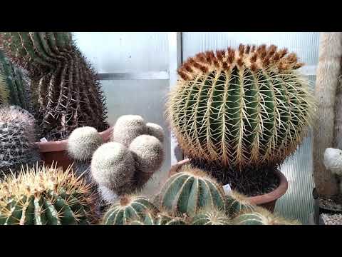 Видео: Кактусы.Теплицы А.Весснера.Огромные цереусы...