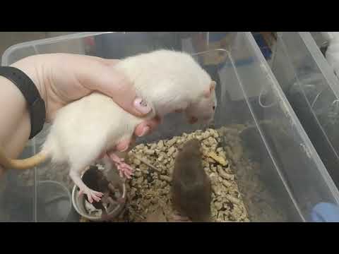 Видео: Выкупили виварий крыс
