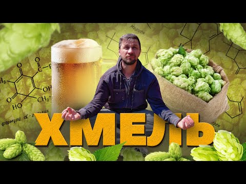 Видео: Хмель. Dry Hop, Hop Creep, Hop Burn. Biotransformation
