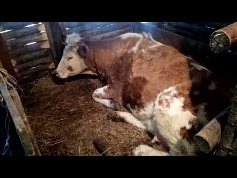 Видео: Сколько молока даёт мне сементальской породы коров первым отёлам.