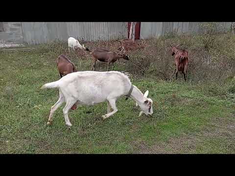 Видео: Гуляем и вещаем.