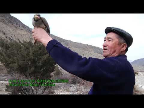 Видео: ЖАПАЙЫ ЖАНЫБАРЛАРГА ЖАНА КАНАТТУУЛАРГА КАМ КӨРӨЛҮ