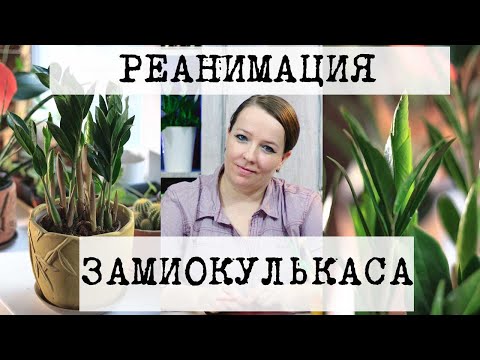 Видео: Реанимация Замиокулькаса. Что делать если подгнили корни