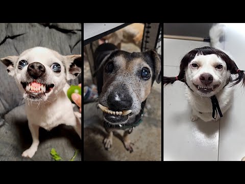 Видео: Funny and cute DOGS🐶Videos🔶 Сompilation  # 14🔶