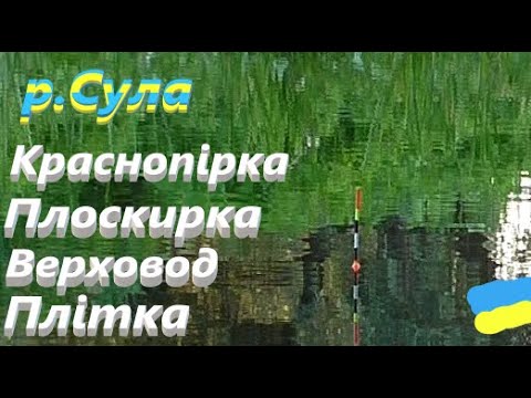 Видео: #Сула# Краснопірка Плітка Плоскирка Верховод# На поплавочку#РибачуЯкУмію