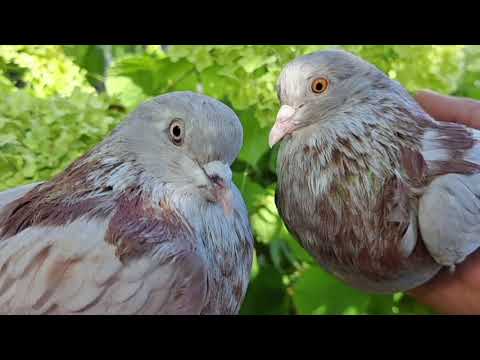 Видео: Осень Торцовые голуби