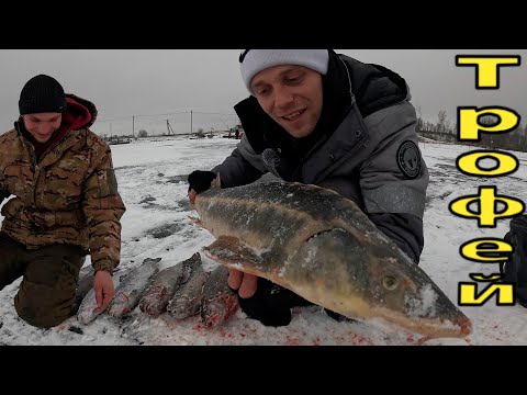 Видео: Трофейный Осетр и Форель Рыбалка с Ночевой в Палатке на Льду #осётр