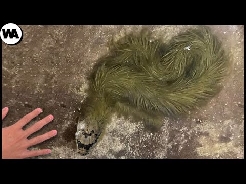 Видео: Как Невозможное Происходит в Природе?