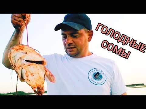 Видео: Сом на СОМА! Или как поймать сома? ПРОВЕРКА! (часть 2)