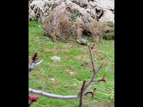 Видео: Ихели шикора да хаётон надиден тамошо кнен лайка фаромуш накунед.