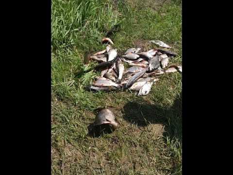 Видео: Рыбалка, фидер, Припять 16.06.2023