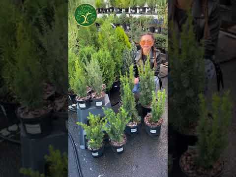 Видео: Ассортимент Тисов Питомника растений ‘Зелёный Сад’