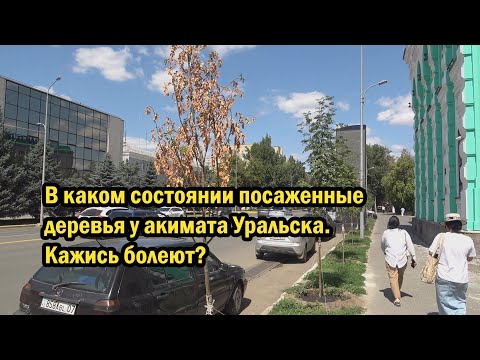 Видео: В каком состоянии посаженные деревья у акимата Уральска. Кажись болеют