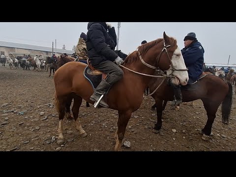 Видео: #ОЗГОН АТ БАЗАРЫ АТТЫН АТЫ УШУЛ ЖЕРДЕ.19.01.2025##Памиртв