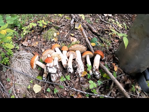 Видео: В лес по грибы!