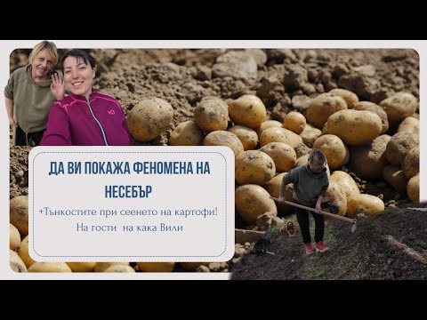 Видео: ДНЕВЕН ВЛОГ | ДА ВИ ПОКАЖА ФЕНОМЕНА НА НЕСЕБЪР!  + КАК ДА СЕЕМ КАРТОФИТЕ! #несебър #картофи