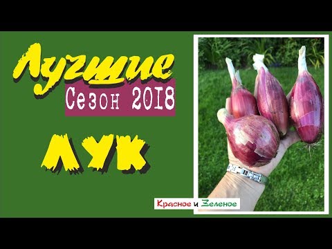 Видео: Репчатый лук и лук-порей. Итоги сибирского сезона.