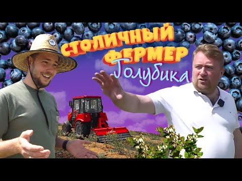 Видео: Сорта голубики и ягодный бизнес. Столичный фермер