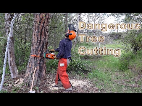 Видео: Как спилить опасное дерево | Используемые клинья