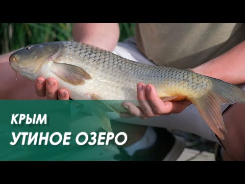 Видео: Рыбалка среди ЗМЕЙ! Клюёт даже в ЛУЖЕ! Ловим КАРПА и другую рыбу на платнике. ДОНКА и ПОПЛАВОК.