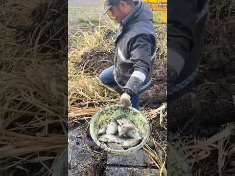 Видео: Рыба JCB 🐠🐟 Охота на реке