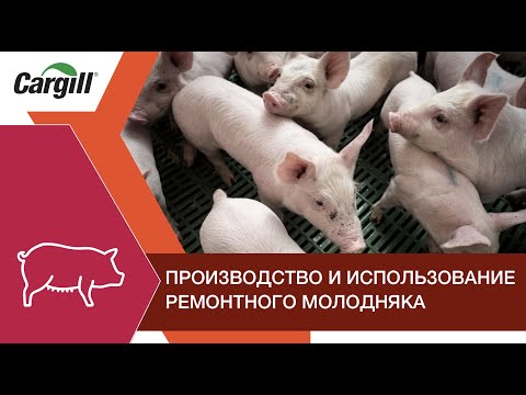 Видео: Производство и использование ремонтного молодняка