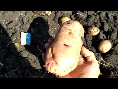 Видео: Сорт картоплі Княгиня