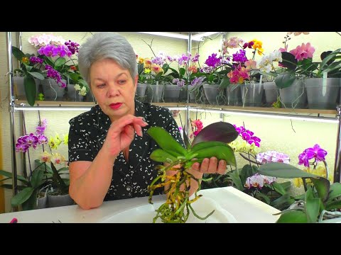 Видео: Без паники. 😊 Эти корни Орхидеи СГНИЮТ ОБЯЗАТЕЛЬНО после пересадки!!! Пересаживаю орхидею!