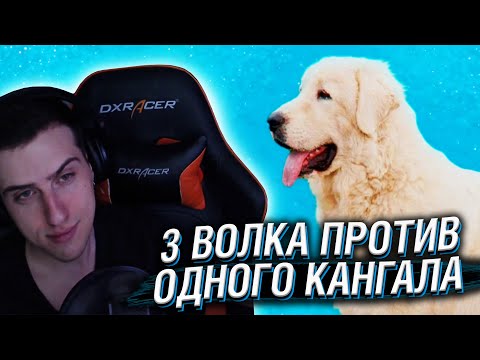 Видео: Hellyeahplay смотрит: Почему Даже 3 Волка Не Могут Победить Одного Кангала в Городе?
