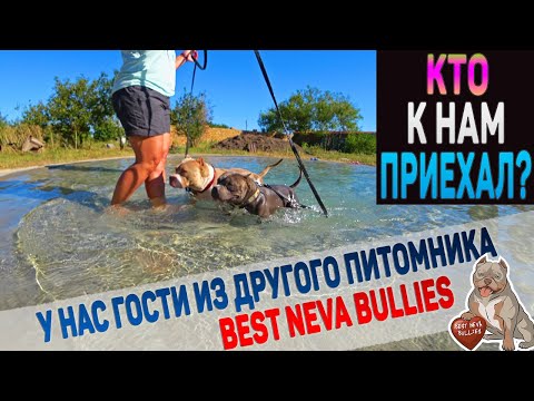 Видео: У нас гости! Американские Булли Best Neva Bullies. Еще один тест бассейна для собак.